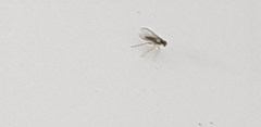 Diptera