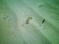 Ovalipes australiensis