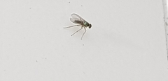 Diptera