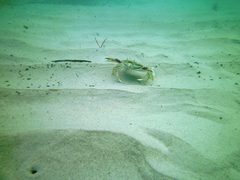 Ovalipes australiensis