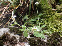 Myosotis lytteltonensis