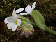 Myosotis lytteltonensis