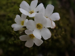 Myosotis lytteltonensis