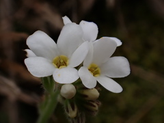 Myosotis lytteltonensis