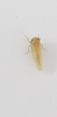 Cicadellidae