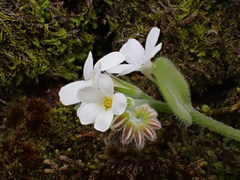 Myosotis lytteltonensis