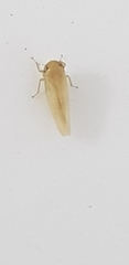 Cicadellidae