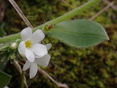 Myosotis lytteltonensis