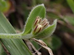 Myosotis lytteltonensis