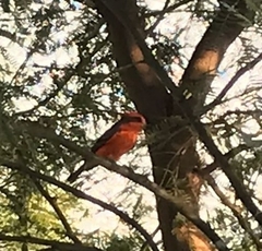 Pyrocephalus rubinus