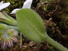 Myosotis lytteltonensis