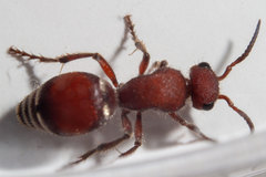 Pseudomethoca sanbornii