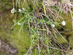 Myosotis lytteltonensis