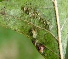 Melikaiella ostensackeni