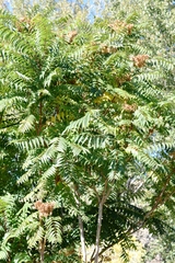 Ailanthus altissima