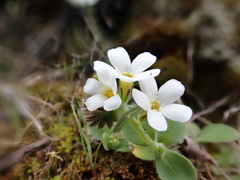 Myosotis lytteltonensis