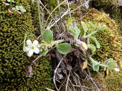 Myosotis lytteltonensis
