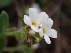 Myosotis lytteltonensis