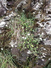 Myosotis lytteltonensis