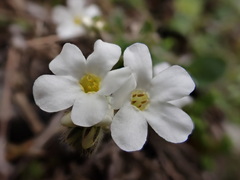 Myosotis lytteltonensis
