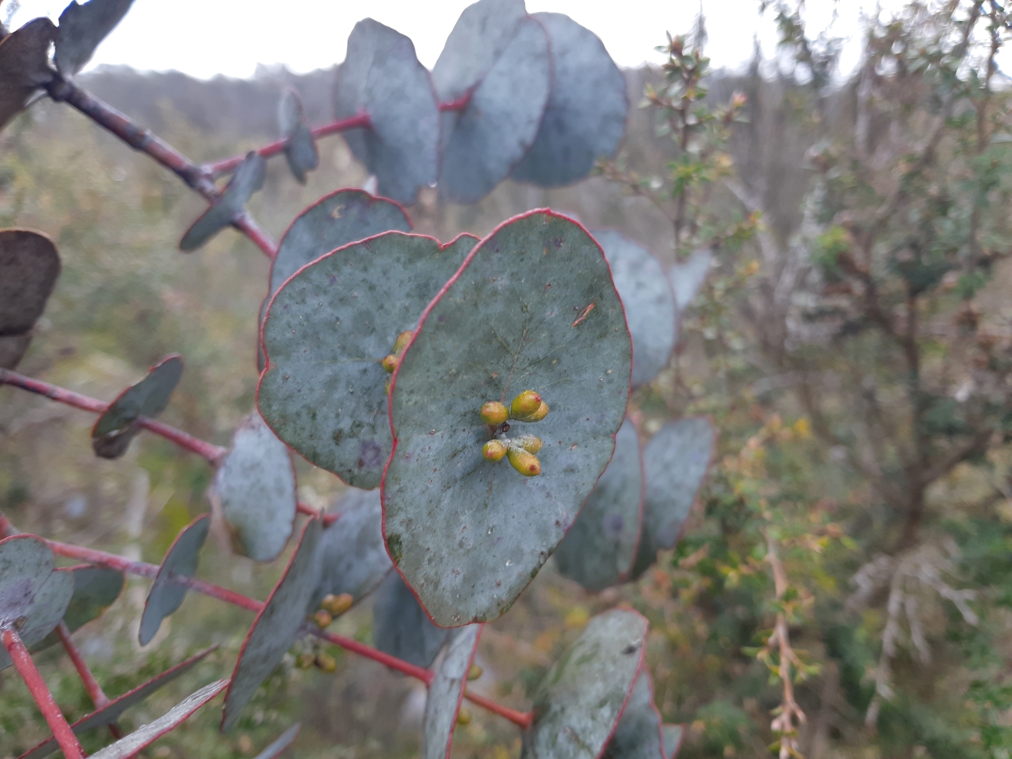Eucalyptus perriniana