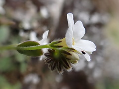Myosotis lytteltonensis