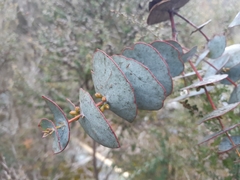 Eucalyptus perriniana
