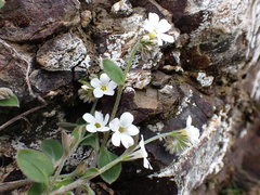 Myosotis lytteltonensis
