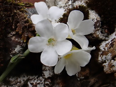 Myosotis lytteltonensis