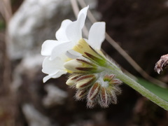 Myosotis lytteltonensis
