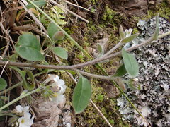 Myosotis lytteltonensis