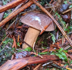 Lactarius pseudomucidus