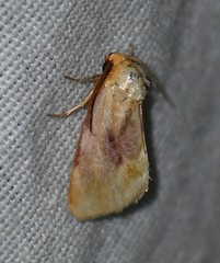 Chamaeclea basiochrea