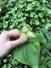 Trillium erectum erectum