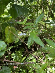 Gonzalagunia hirsuta