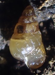 Image of Tornatellides subperforatus