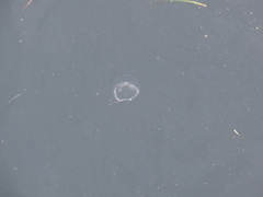 Ptychogena lactea
