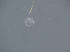 Ptychogena lactea