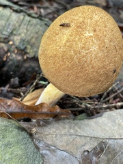 Austroboletus gracilis