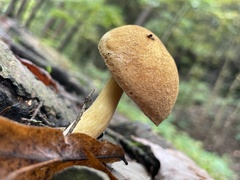 Austroboletus gracilis
