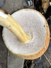 Austroboletus gracilis