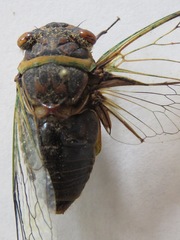 Diceroprocta ruatana