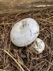 Lactarius indigo