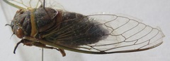 Diceroprocta ruatana
