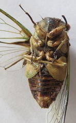 Diceroprocta ruatana