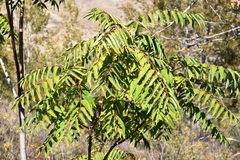 Ailanthus altissima