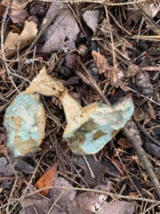 Gyroporus cyanescens