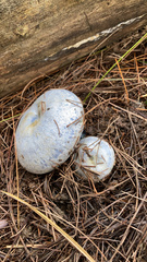 Lactarius indigo