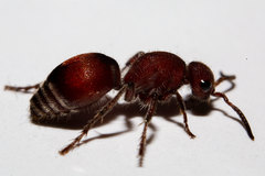 Pseudomethoca sanbornii