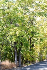 Ailanthus altissima